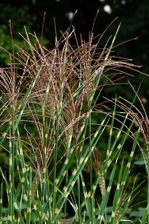  Zebra Grass - Miscanthus Sinensis 'Zebrinus' - 3 Gallon Pot 