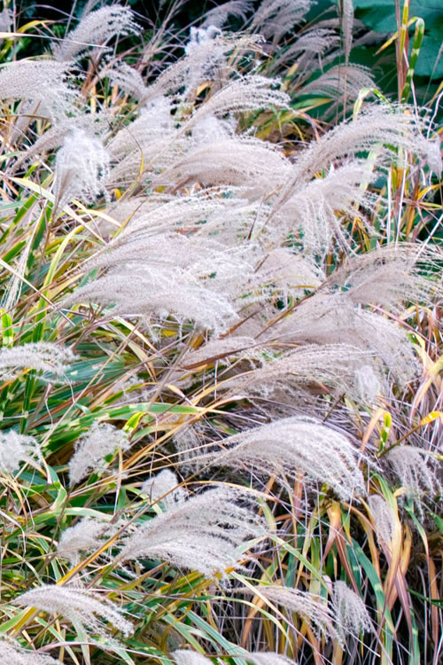  Zebra Grass - Miscanthus Sinensis 'Zebrinus' - 3 Gallon Pot