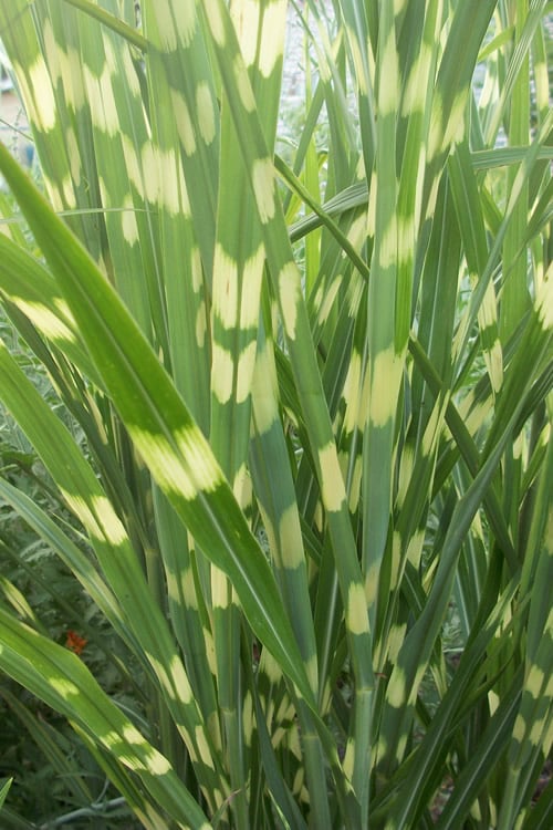  Zebra Grass - Miscanthus Sinensis 'Zebrinus' - 3 Gallon Pot 