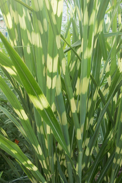  Zebra Grass - Miscanthus Sinensis 'Zebrinus' - 3 Gallon Pot