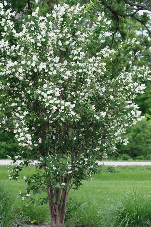  Mock Orange - Philadelphus X Virginalis - 3 Gallon Pot