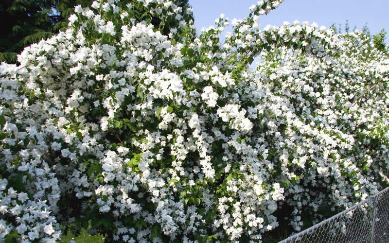  Mock Orange - Philadelphus X Virginalis - 3 Gallon Pot