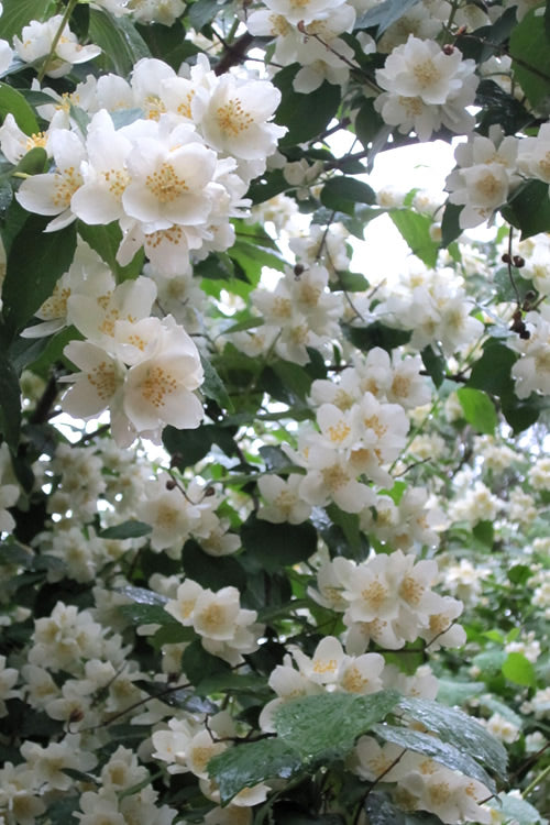  Mock Orange - Philadelphus X Virginalis - 3 Gallon Pot