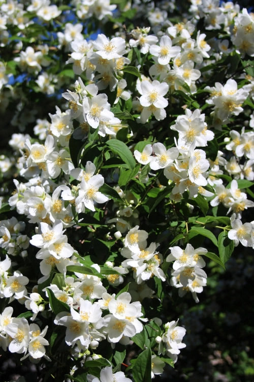  Mock Orange - Philadelphus X Virginalis - 3 Gallon Pot