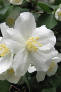  Mock Orange - Philadelphus X Virginalis - 3 Gallon Pot