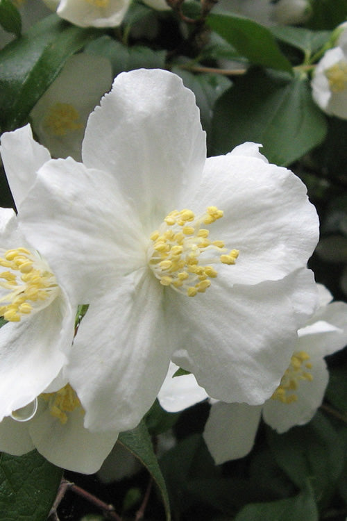  Mock Orange - Philadelphus X Virginalis - 3 Gallon Pot