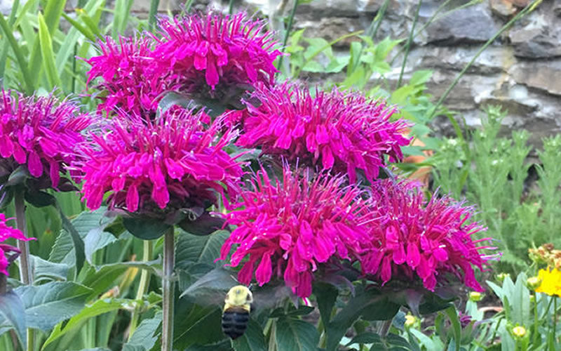  Balmy Purple Bee Balm (Monarda) - 1 Gallon Pot