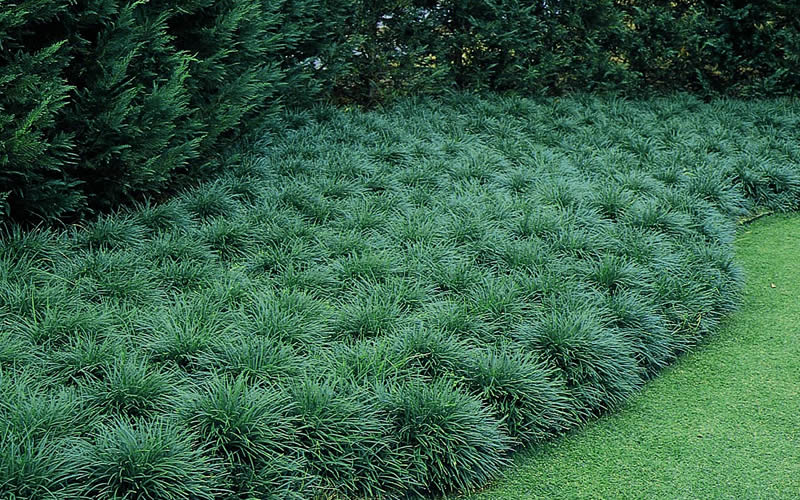  Tall Mondo Grass - 10 Count Flat Of Pint Pots