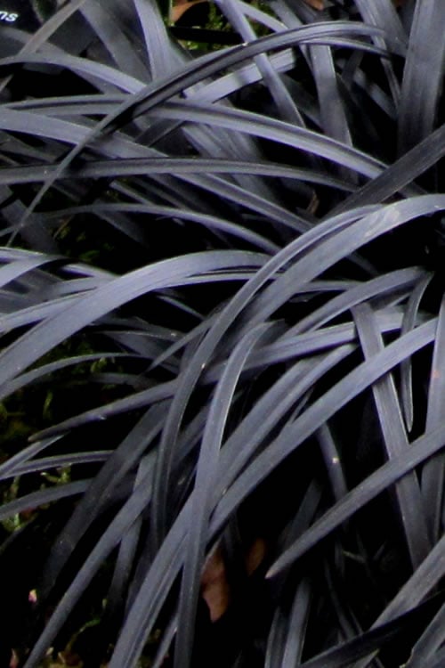  Black Mondo Grass - Ophiopogon Planiscapus 'Nigrescens' - 6 Pack Of 1 Gallon Pots