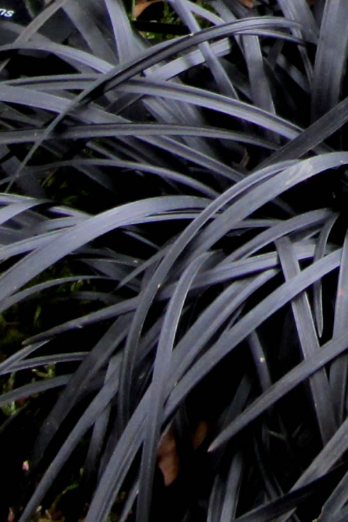  Black Mondo Grass - Ophiopogon Planiscapus 'Nigrescens' - 2 Gallon Pot