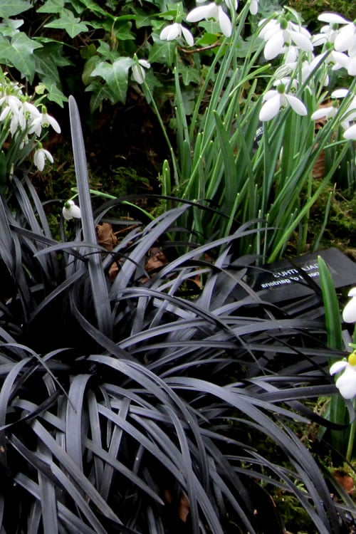 Black Mondo Grass - Ophiopogon Planiscapus 'Nigrescens' - 6 Pack Of 1 Gallon Pots