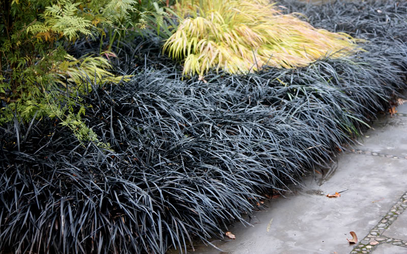  Black Mondo Grass - Ophiopogon Planiscapus 'Nigrescens' - 2 Gallon Pot