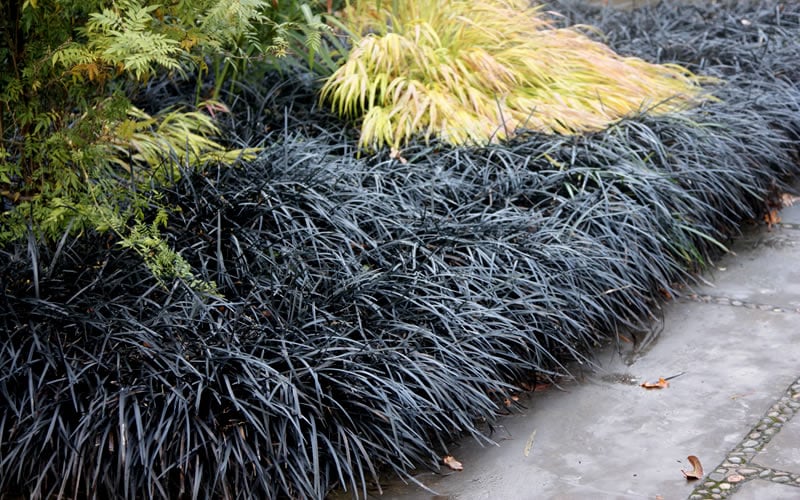  Black Mondo Grass - Ophiopogon Planiscapus 'Nigrescens' - 6 Pack Of 1 Gallon Pots