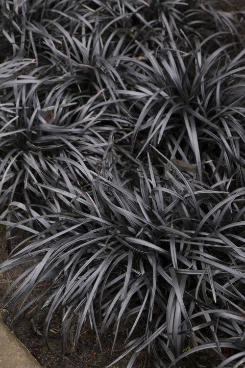 Black Mondo Grass - Ophiopogon Planiscapus 'Nigrescens' - 18 Count Flat Of Pint Pots