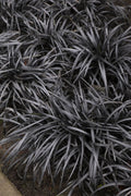  Black Mondo Grass - Ophiopogon Planiscapus 'Nigrescens' - 6 Pack Of 1 Gallon Pots