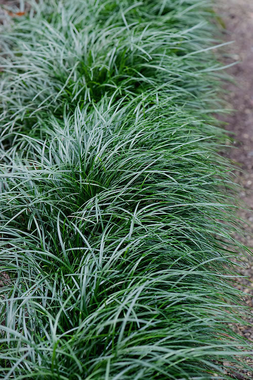  Tall Mondo Grass - 6 Pack Of 1 Gallon Pots - ON SALE!