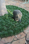  Dwarf Mondo Grass - 72 Pack Of 3.5" Pint Pots