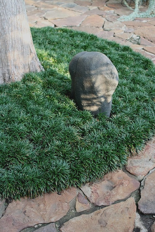  Dwarf Mondo Grass - 6 Pack Of Pint Pots