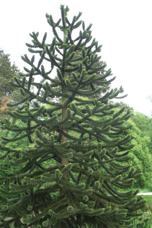  Monkey Puzzle Tree - Araucaria Auracana - 1gallon Pot (10-12")