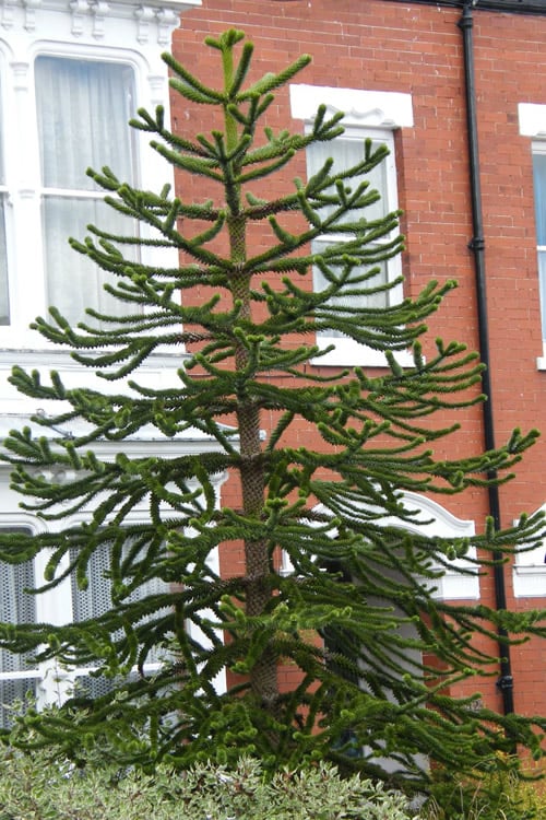 Monkey Puzzle Tree - Araucaria Auracana - 5 Gallon Pot