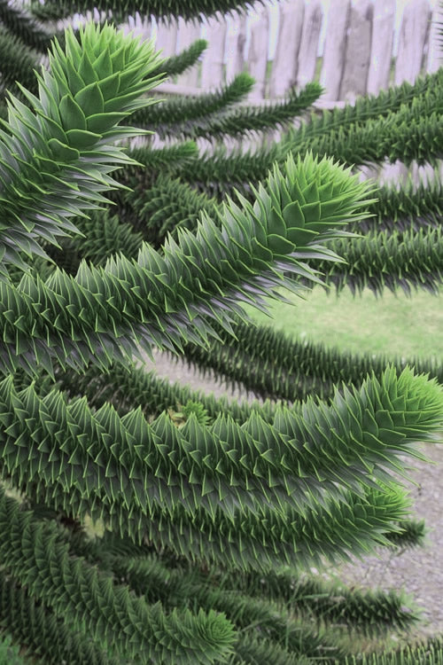  Monkey Puzzle Tree - Araucaria Auracana - 1gallon Pot (10-12")