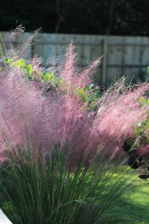  Fast Forward Pink Muhly Grass (Cotton Candy Grass) - 1 Gallon Pot