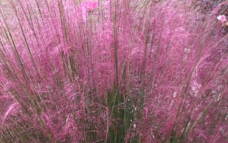  Fast Forward Pink Muhly Grass (Cotton Candy Grass) - 6 Pack Of 1 Gallon Pots