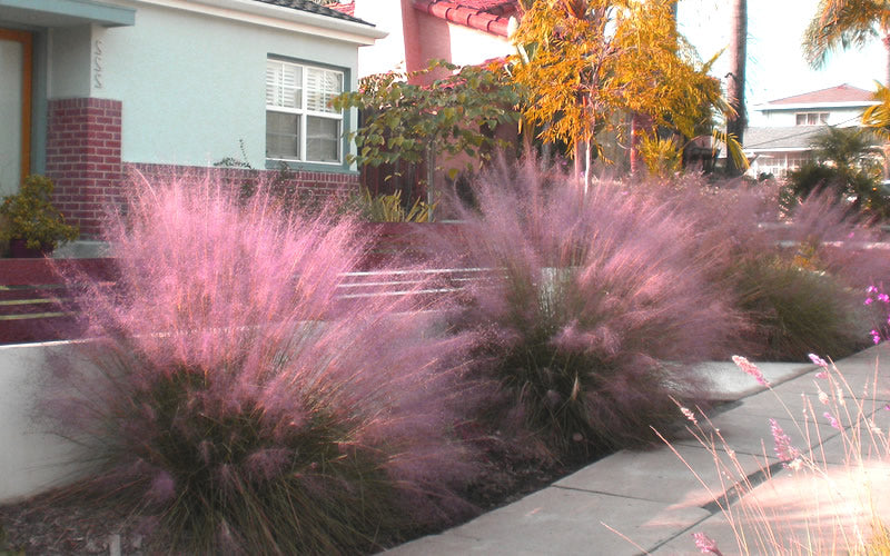  Pink Muhly Grass (Cotton Candy Grass) - 2.5 Quart