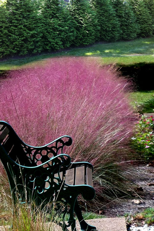  Pink Muhly Grass (Cotton Candy Grass) - 2.5 Quart