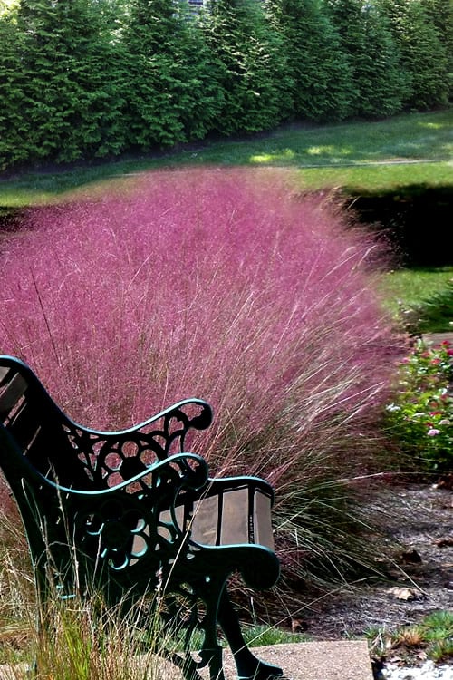 Pink Muhly Grass - Cotton Candy Grass - 1 Gallon Pot