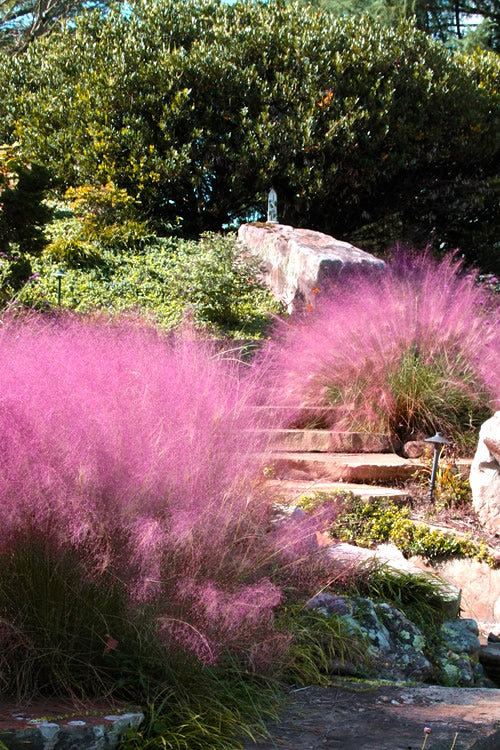  Pink Muhly Grass (Cotton Candy Grass) - 2.5 Quart