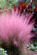  Pink Muhly Grass - Cotton Candy Grass - 1 Gallon Pot