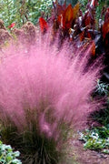  Pink Muhly Grass - Cotton Candy Grass - 1 Gallon Pot