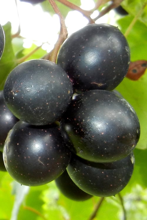  Cowart Black Muscadine Grape Vine - 1 Gallon Pot