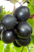  Cowart Black Muscadine Grape Vine - 1 Gallon Pot