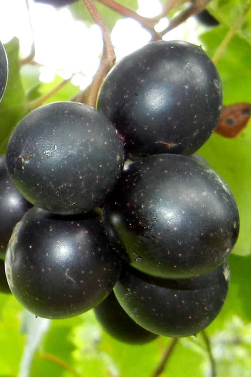  Cowart Black Muscadine Grape Vine - 6 Pack Of 1 Gallon Pots