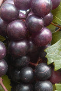  Creek Black Muscadine Grape Vine - 1 Gallon Pot