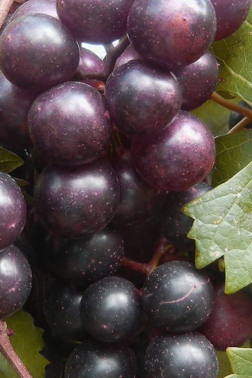  Creek Black Muscadine Grape Vine - 1 Gallon Pot