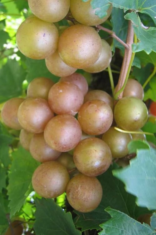  Fry Bronze Muscadine Grape Vine - 1 Gallon Pot