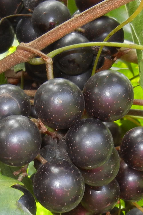  Lane Muscadine Grape Vine (Self Fertile) - 1 Gallon Pot