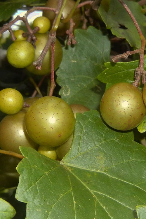  Summit Muscadine - 1 Gallon Pot