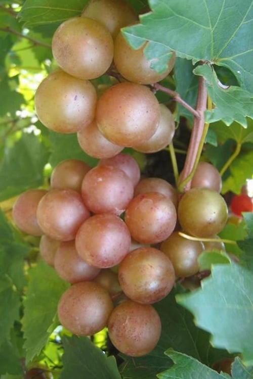  Triumph Muscadine Grape Vine - 2 Gallon Pot