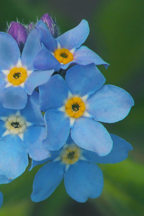  Mon Amie Blue Forget-Me-Not (Myosotis Sylvatica) - 5 Pack Of Quart Pots