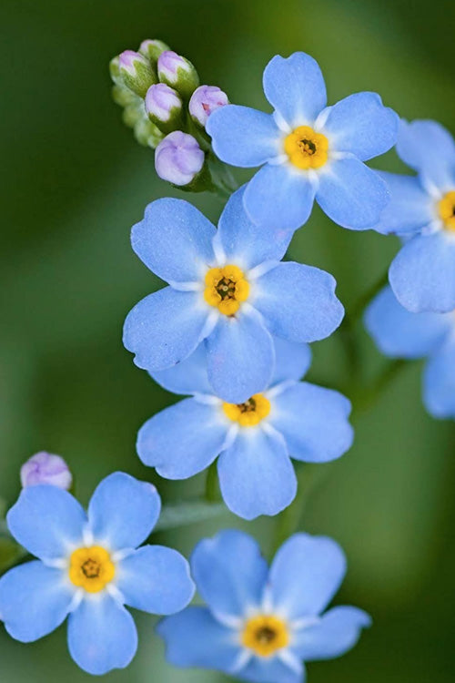  Mon Amie Blue Forget-Me-Not (Myosotis Sylvatica) - 5 Pack Of Quart Pots