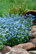  Mon Amie Blue Forget-Me-Not (Myosotis Sylvatica) - 5 Pack Of Quart Pots