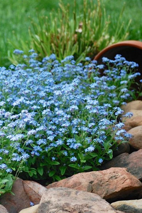  Mon Amie Blue Forget-Me-Not (Myosotis Sylvatica) - 5 Pack Of Quart Pots