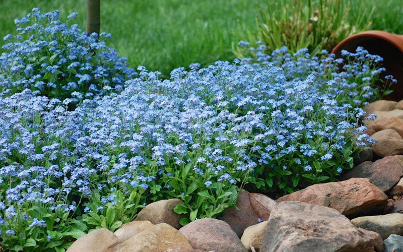  Mon Amie Blue Forget-Me-Not (Myosotis Sylvatica) - 5 Pack Of Quart Pots