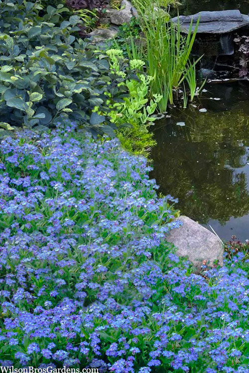  Semperflorens True Forget-Me-Not (Myosotis Scorpioides) - 5 Pack Of Quart Pots