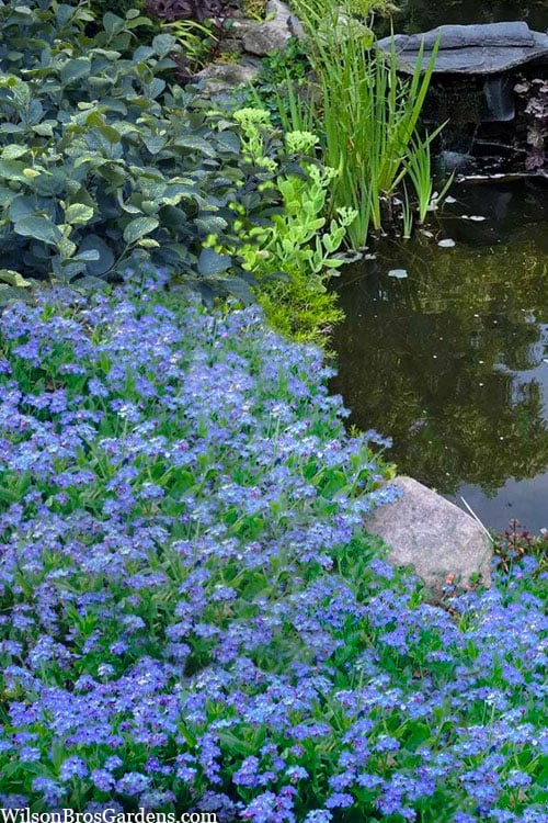  Semperflorens True Forget-Me-Not (Myosotis Scorpioides) - 5 Pack Of Quart Pots