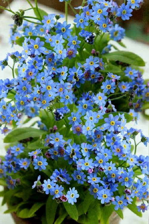  Semperflorens True Forget-Me-Not (Myosotis Scorpioides) - 5 Pack Of Quart Pots